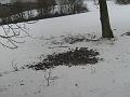 WYCIECZKA  W  PLENER  - BARCINO    -  12-02- 2009 080